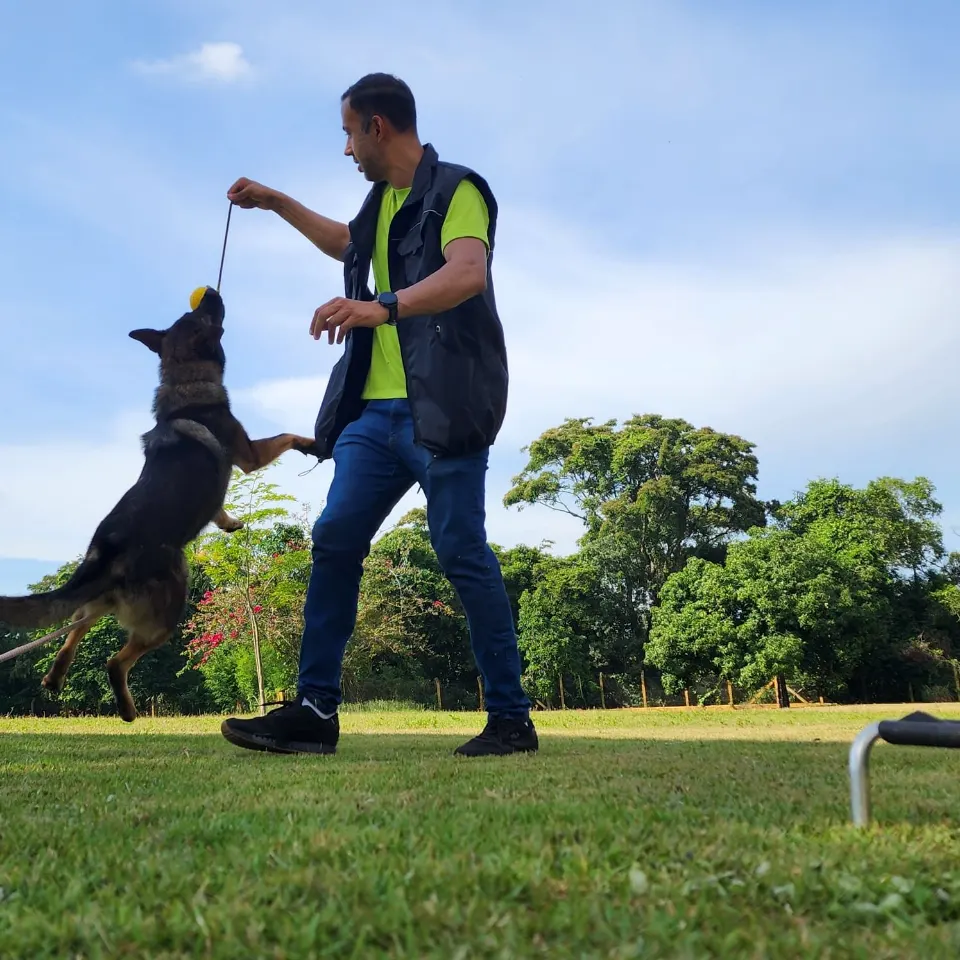 Cão saltando para pegar o brinquedo na mão do Ricardo