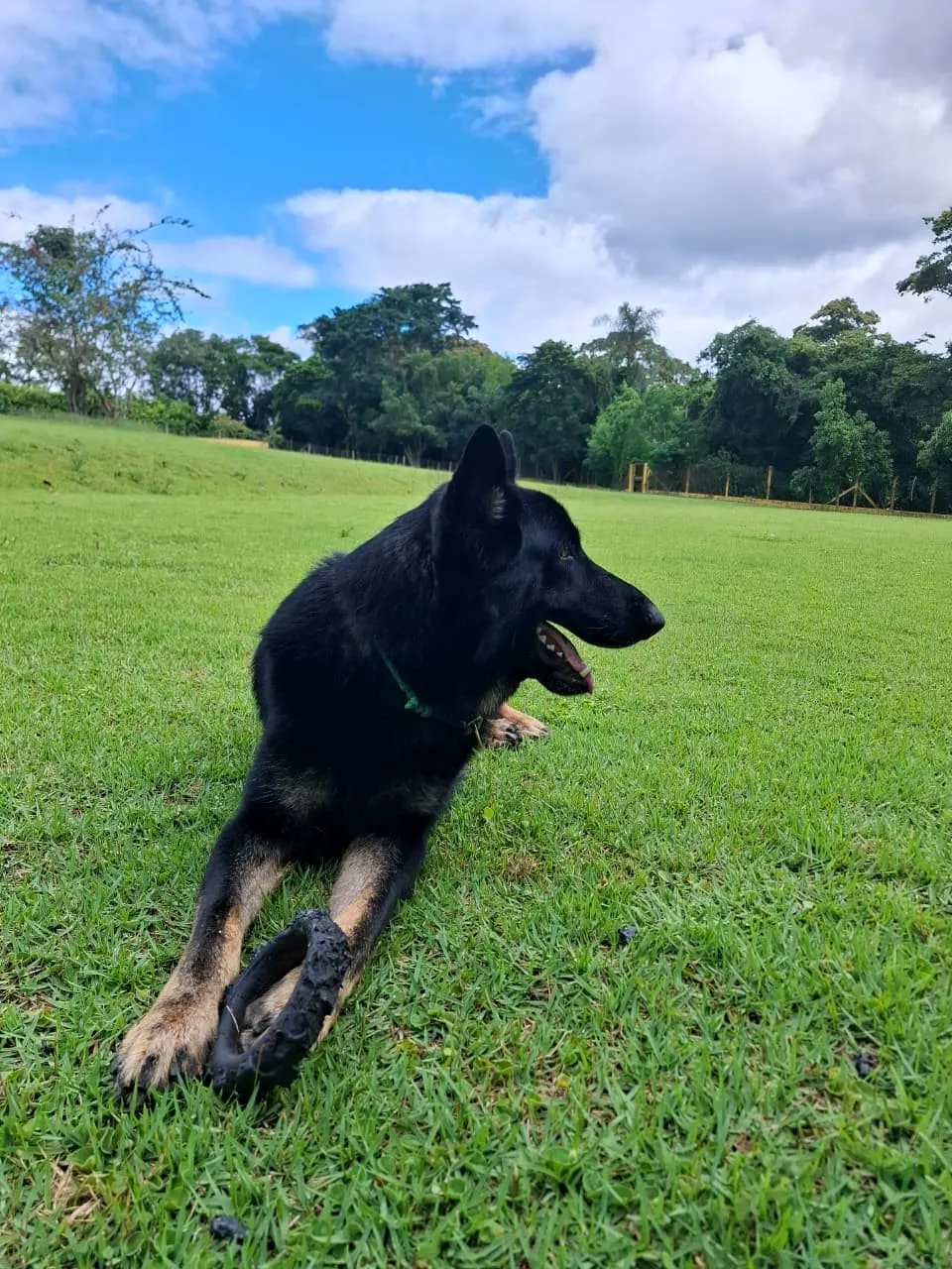 Pastor deitado na grama